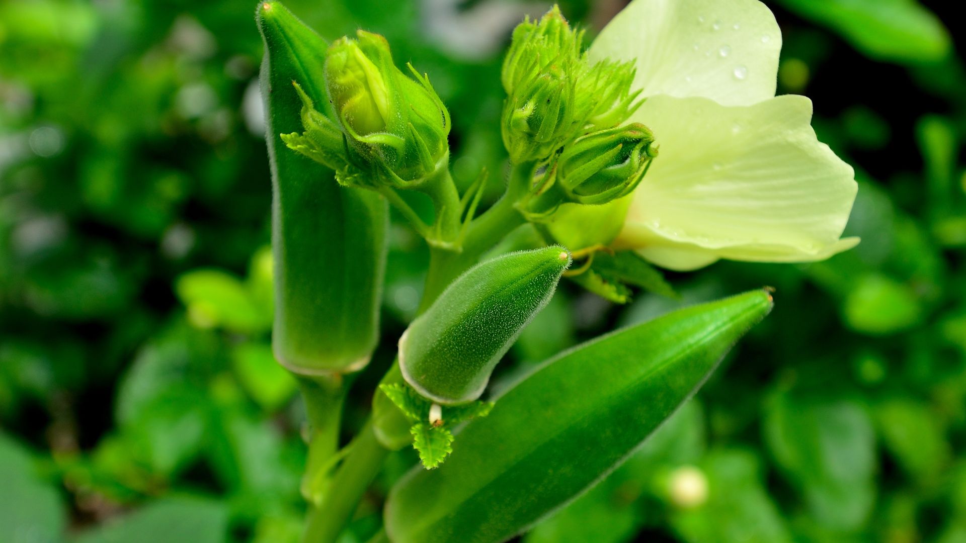 15 Plants You Shouldn’t Grow Near Okra (Here’s Why It Doesn’t Work Out)