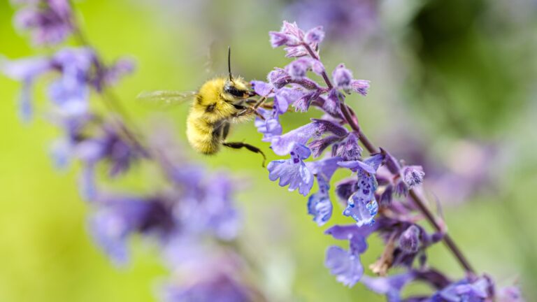 bee feeding on a salvia flower