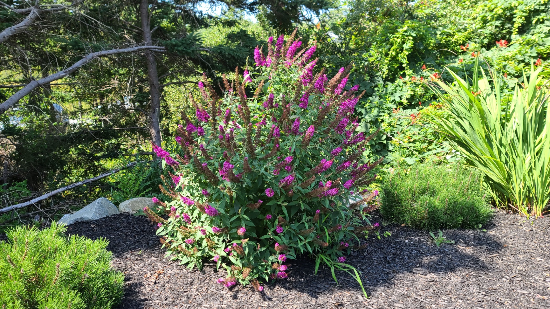 butterfly bush shrub