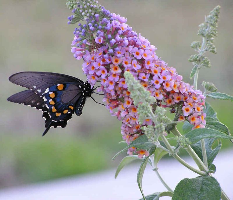 Butterfly Bush (Buddleia davidii)