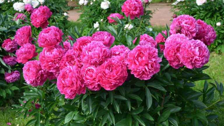 pink peony flower garden