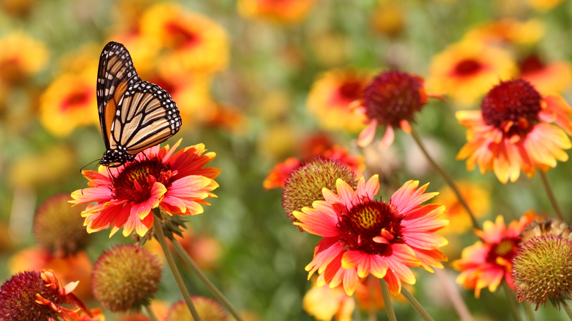 15 Reasons Butterflies Aren’t Visiting Your Garden (And What To Do About It)