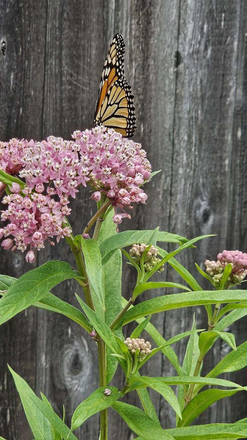 Missing Nectar Plants