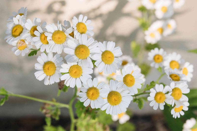 Drought-Resistant Marvel