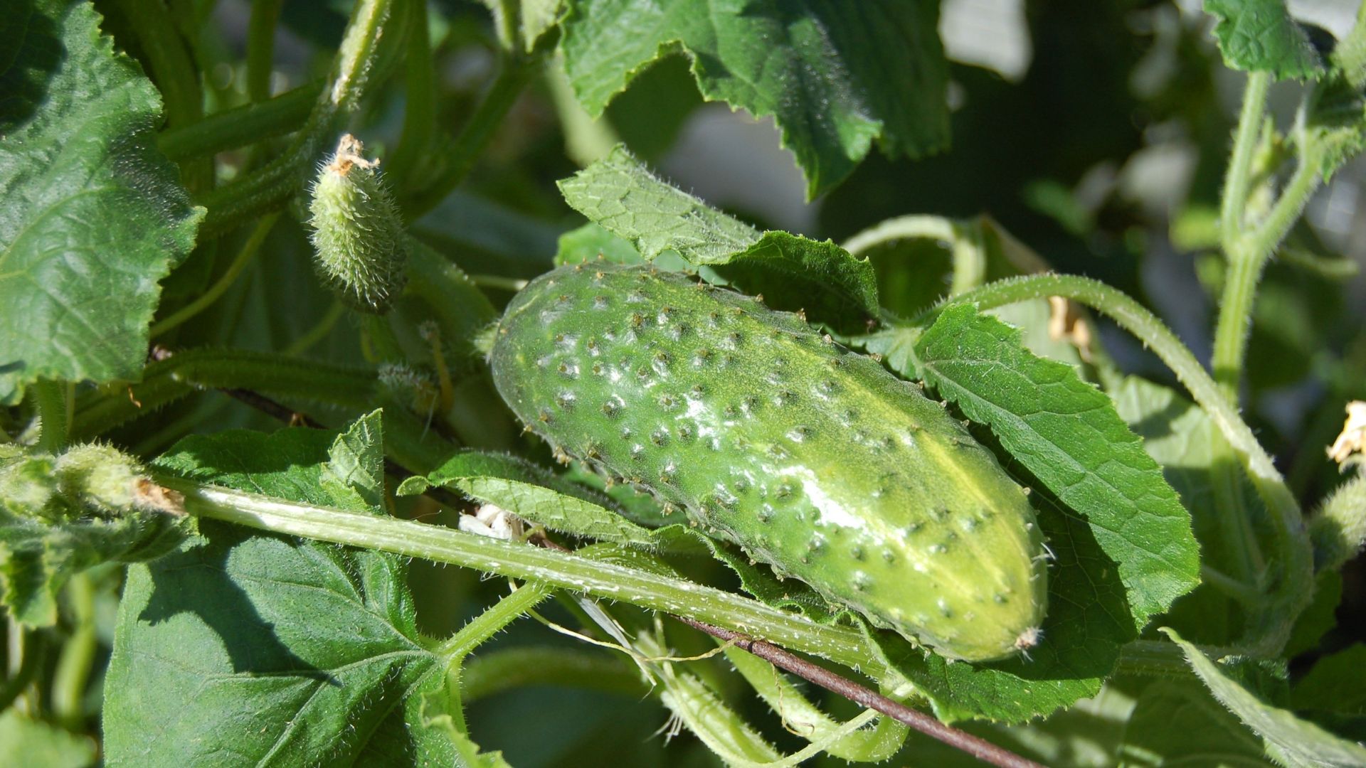15 Reasons Your Cucumbers Taste Bitter (And How To Fix Each One)