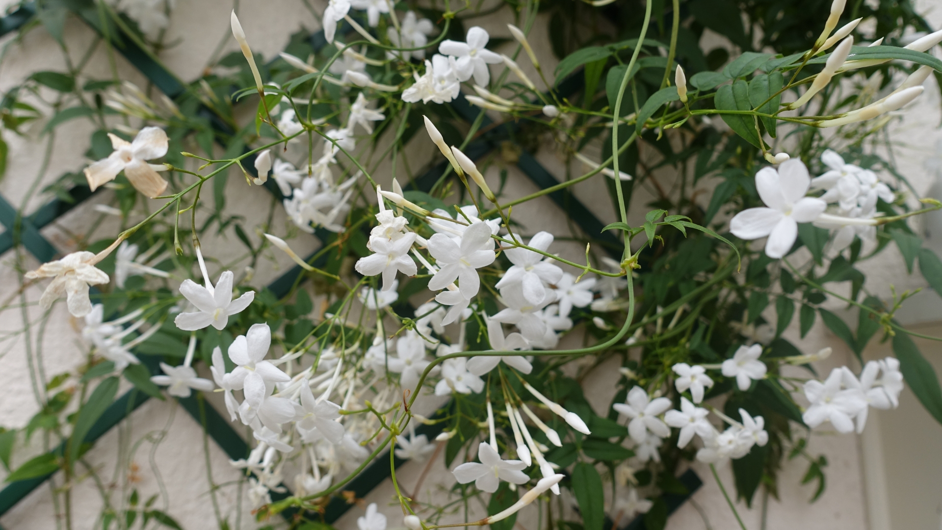 15 Reasons Your Plants Are Always Leaning (Plus What You Can Do About It Fast)