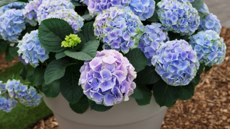 potted blue hydrangeas