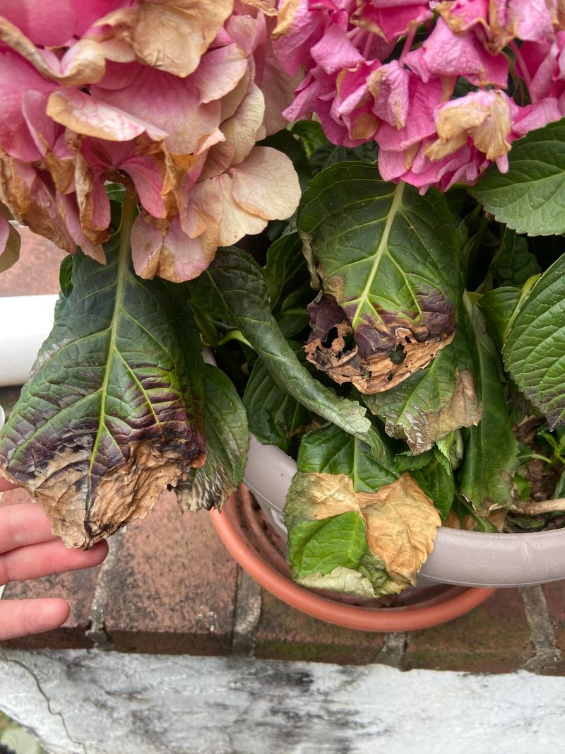 Improper Watering Habits