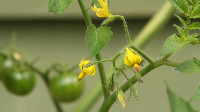 tomato blossoms