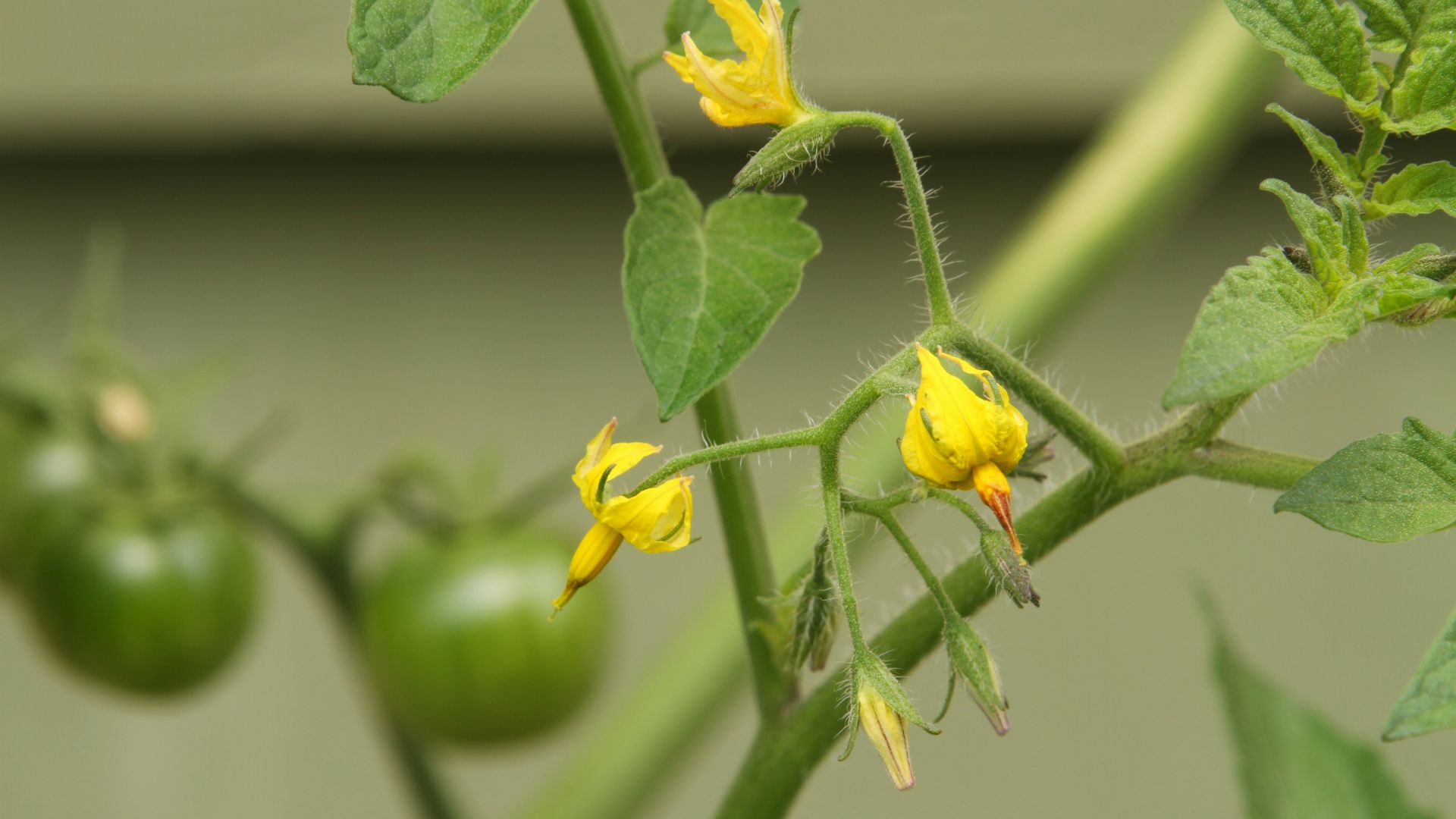 15 Reasons Your Tomato Blossoms Keep Dropping (And Simple Fixes That Work)
