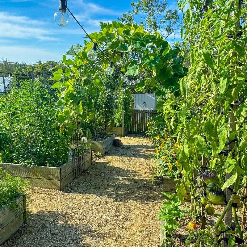 Temperature Extremes Shock Your Plants