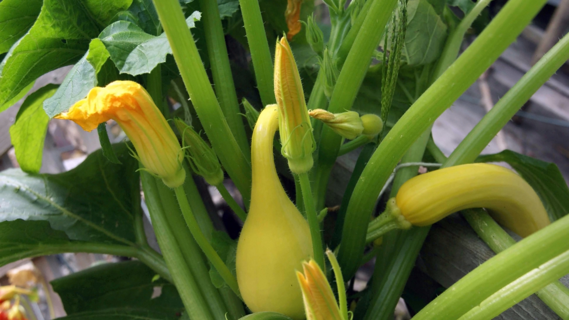15 Secrets For Growing The Biggest Squash Garden This Year (You Won’t Believe How Easy It Is)