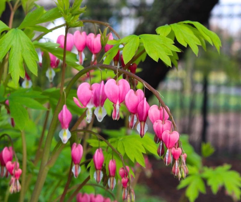 Bleeding Hearts