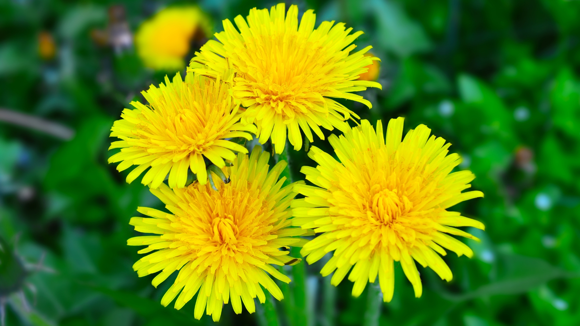 Dandelions