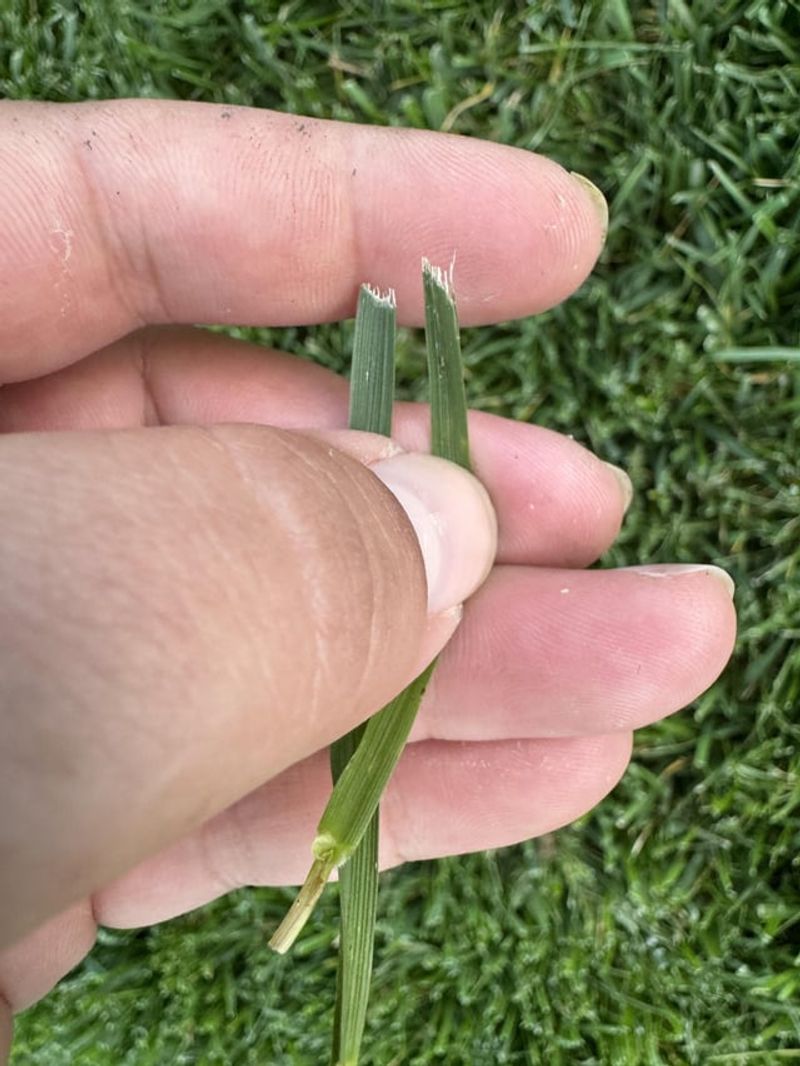 Ragged Grass Tips