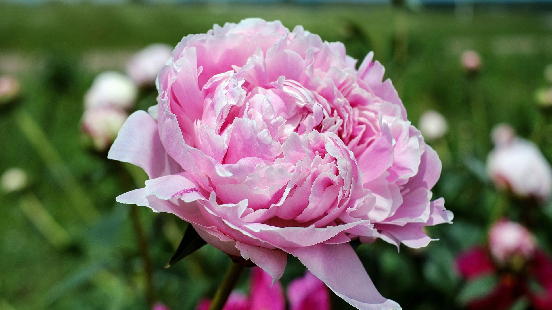 peonies