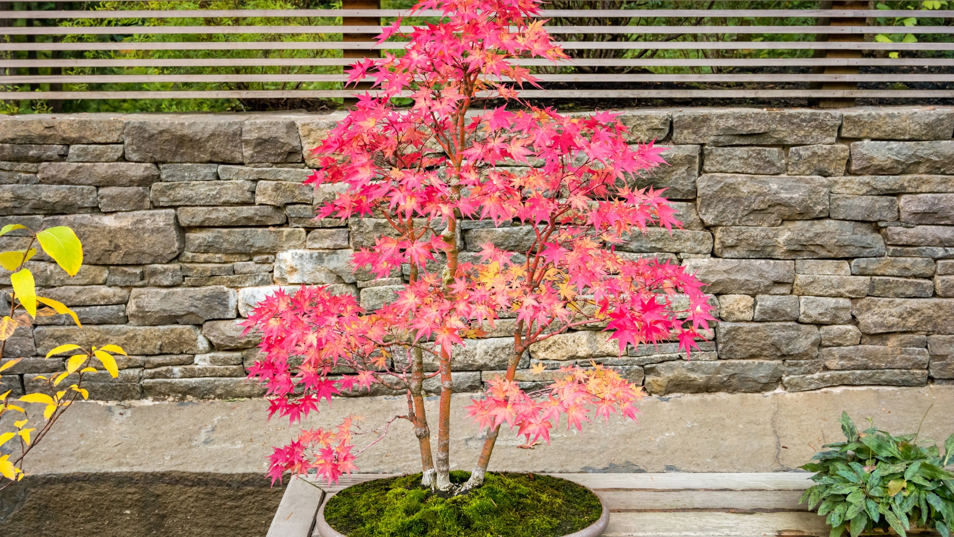 Japanese Maple Bonsai Tree