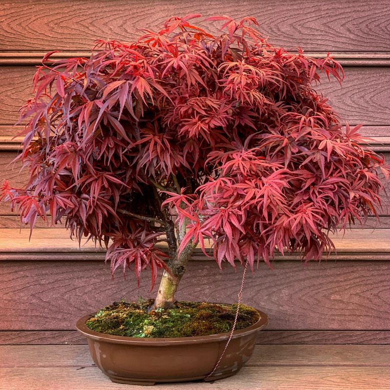 Select the Right Japanese Maple Variety