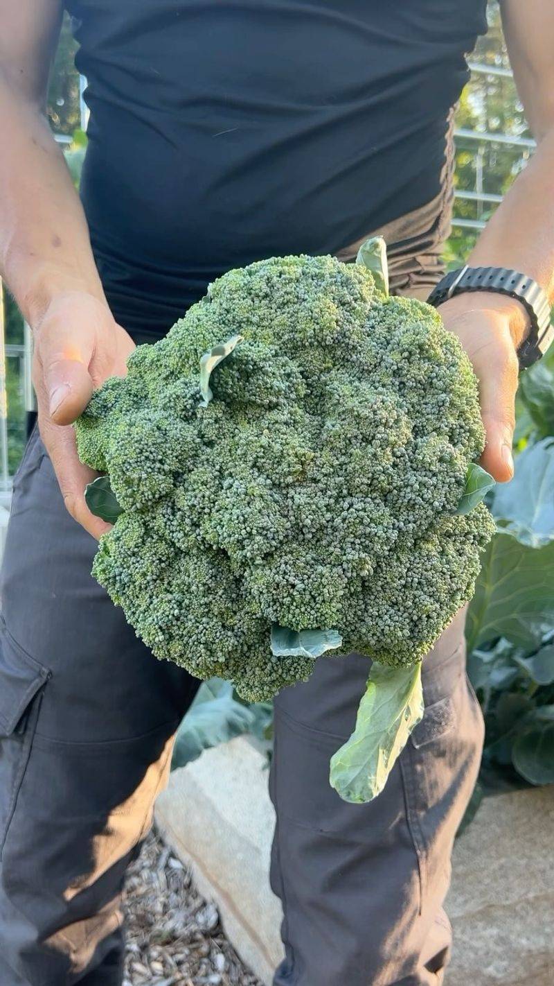 Start With The Right Varieties
