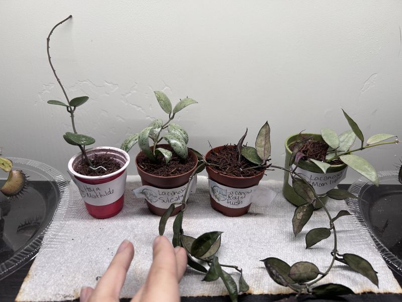 Befriend plant parents for cuttings