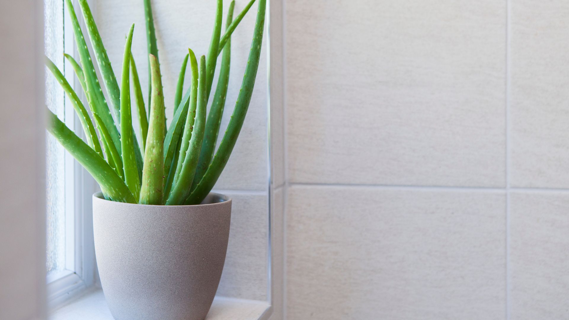 15 Soothing Plants To Grow If You Struggle With Respiration Issues
