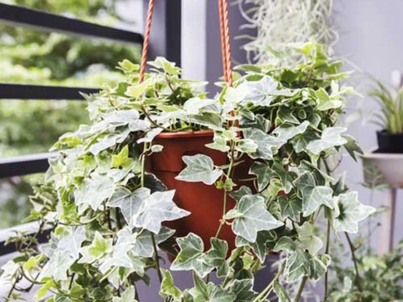 English Ivy: Nature's Air Purifier