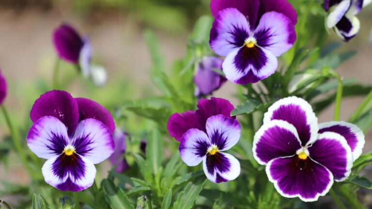 pansy flowers