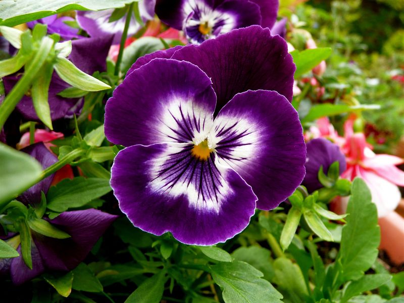 Pansy Power