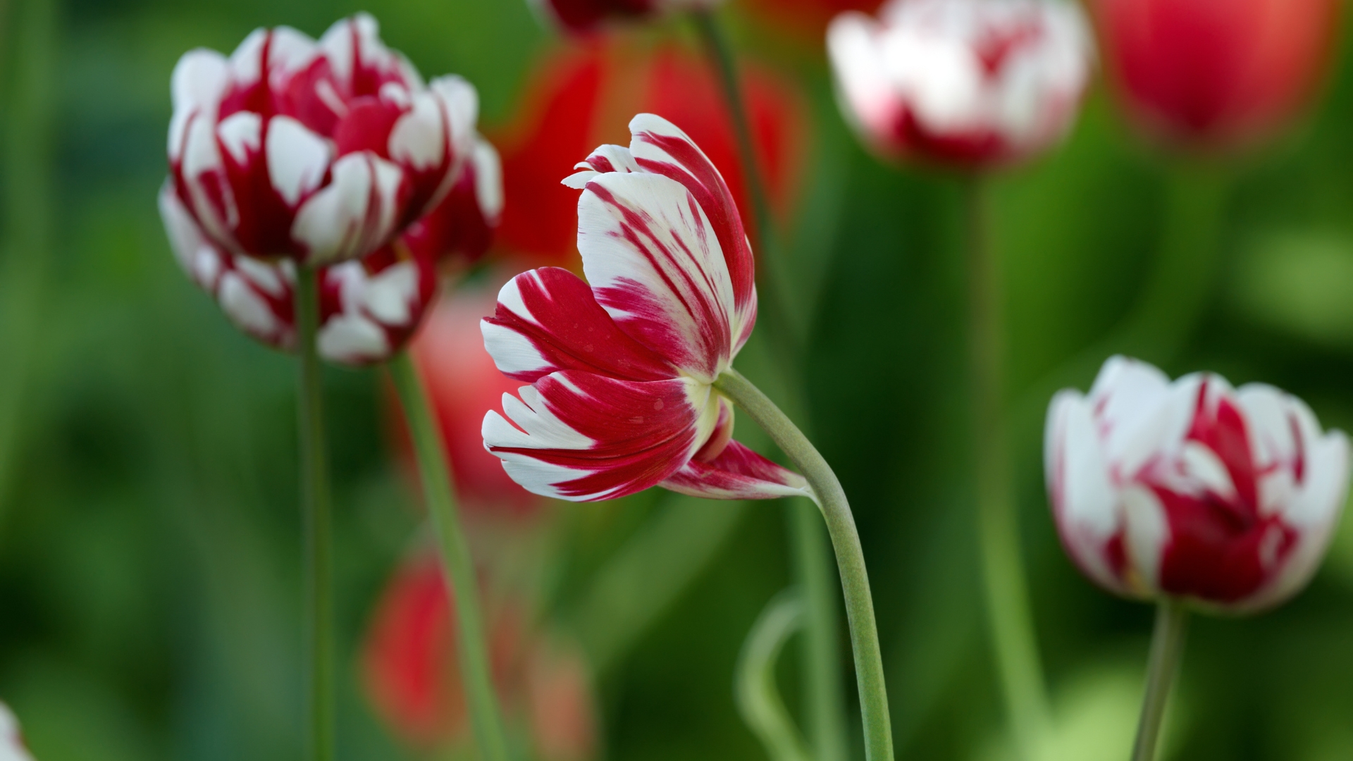 tulips