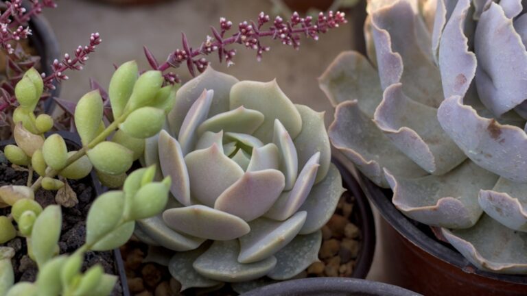 echeveria lola succulent plant