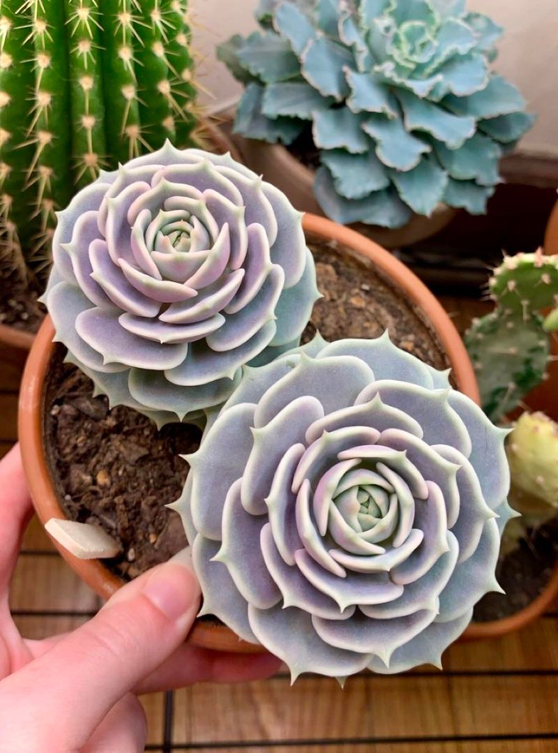 Echeveria 'Lola'