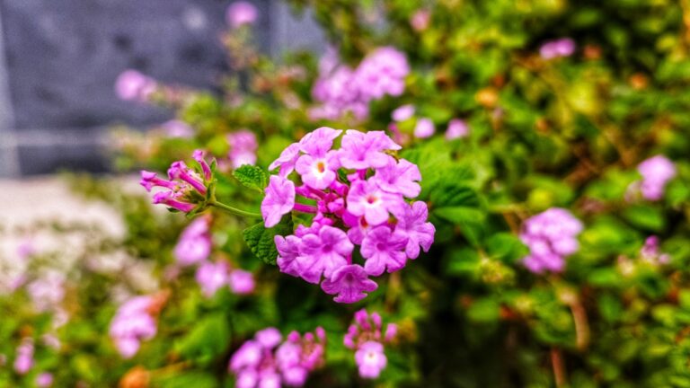 lantana flower cluster