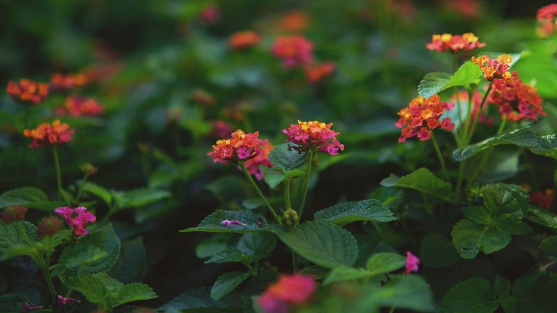 Lantana: The Butterfly Magnet