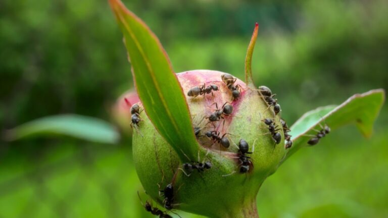 ants on a plant