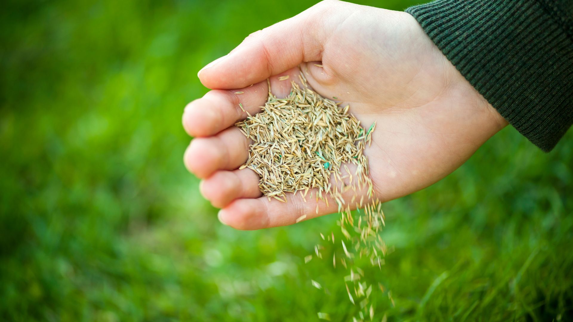 15 Things That Are Stopping Your Grass Seed From Germinating On Top Of The Soil