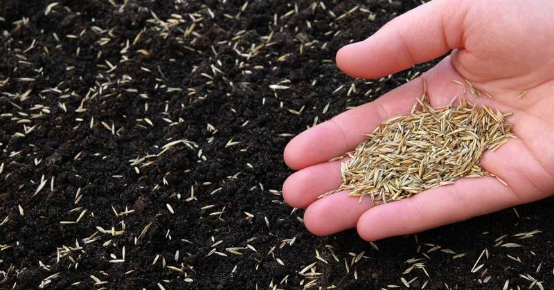 Poor Seed-To-Soil Contact