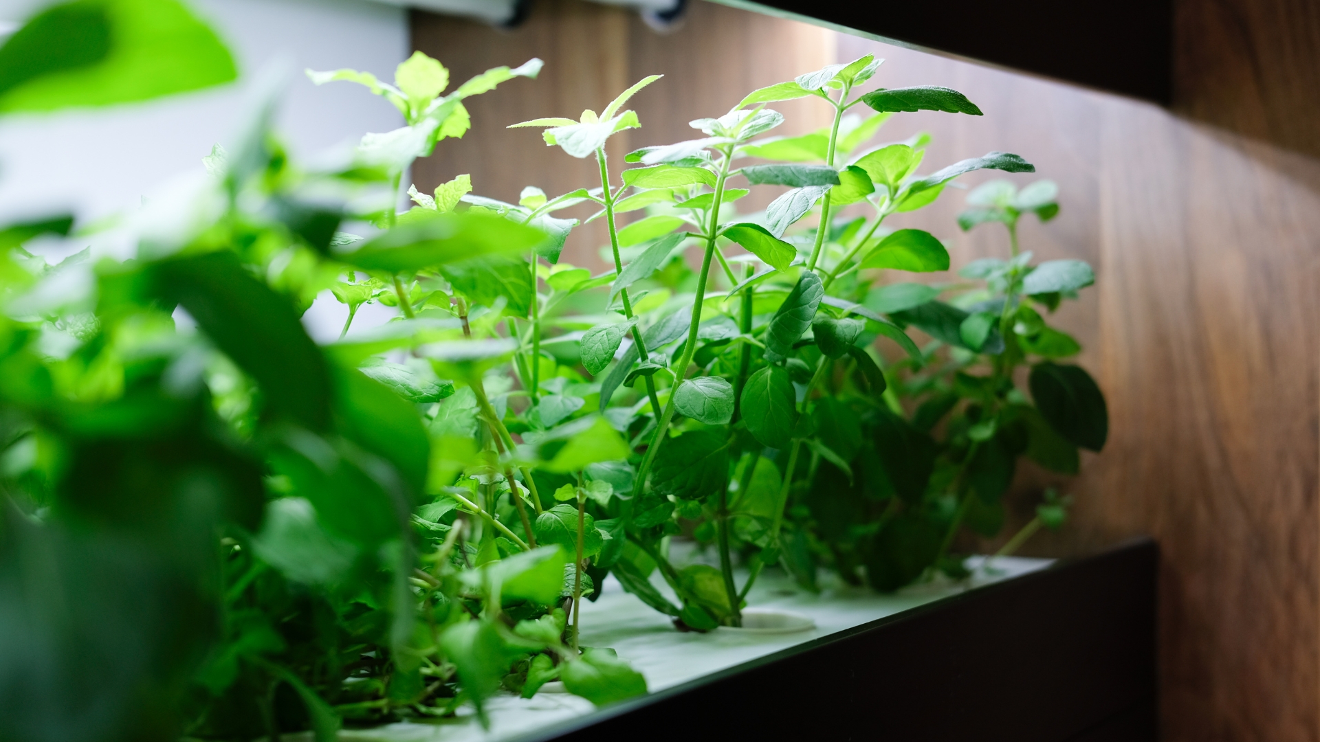 15 Things You Should Know About Growing Veggie Seeds In A Hydroponics Grow Box