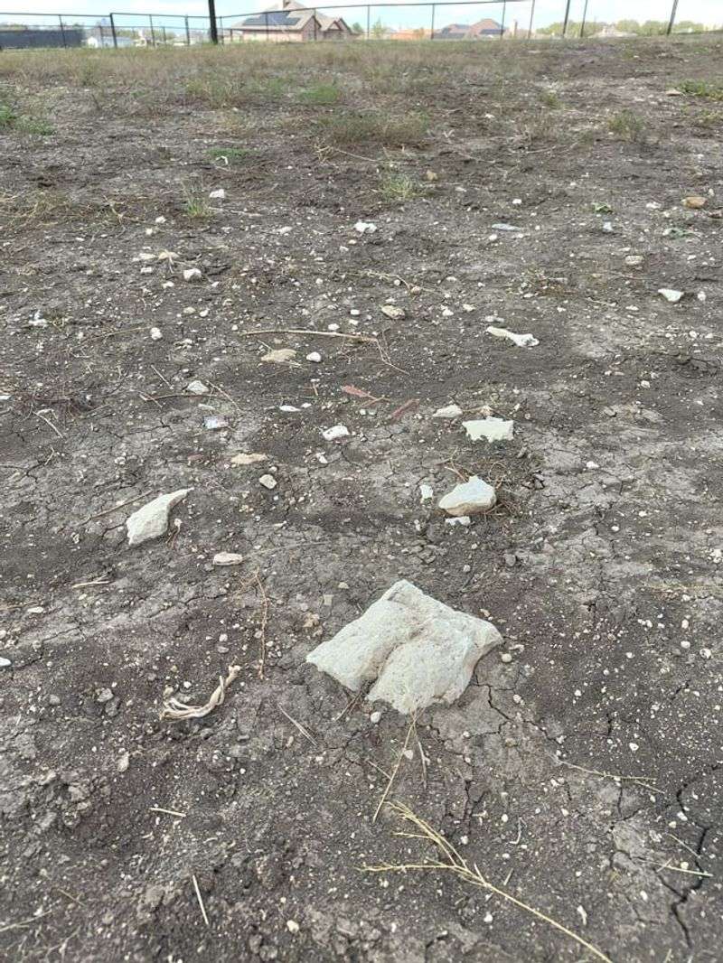 Leaving Piles of Debris Around Your Yard