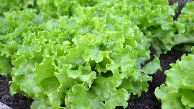 lettuce in garden