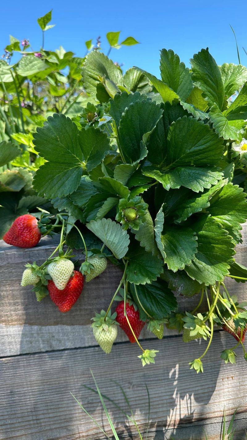 Know Your Strawberry Type
