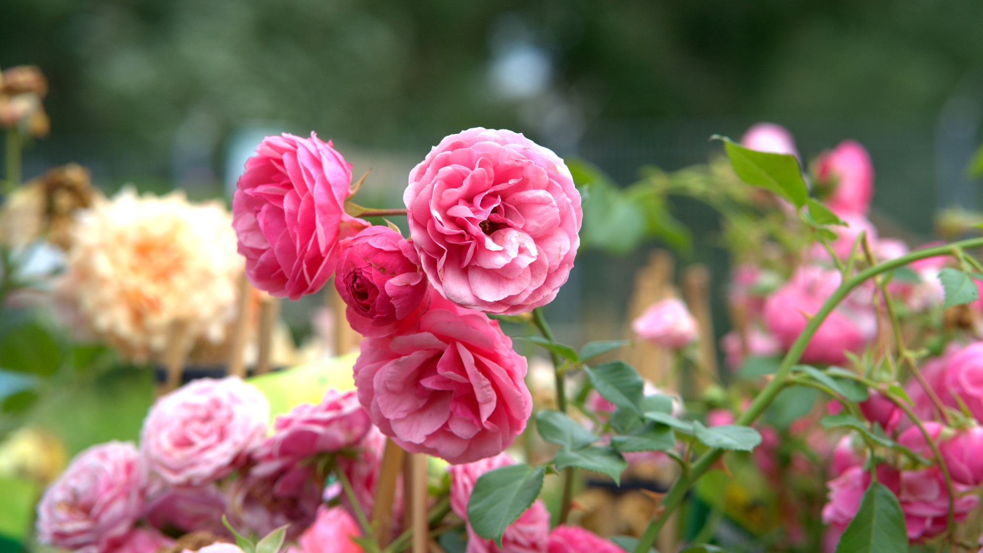 15 Tips To Keep Roses Blooming For Longer (And Things You Should Never Do)