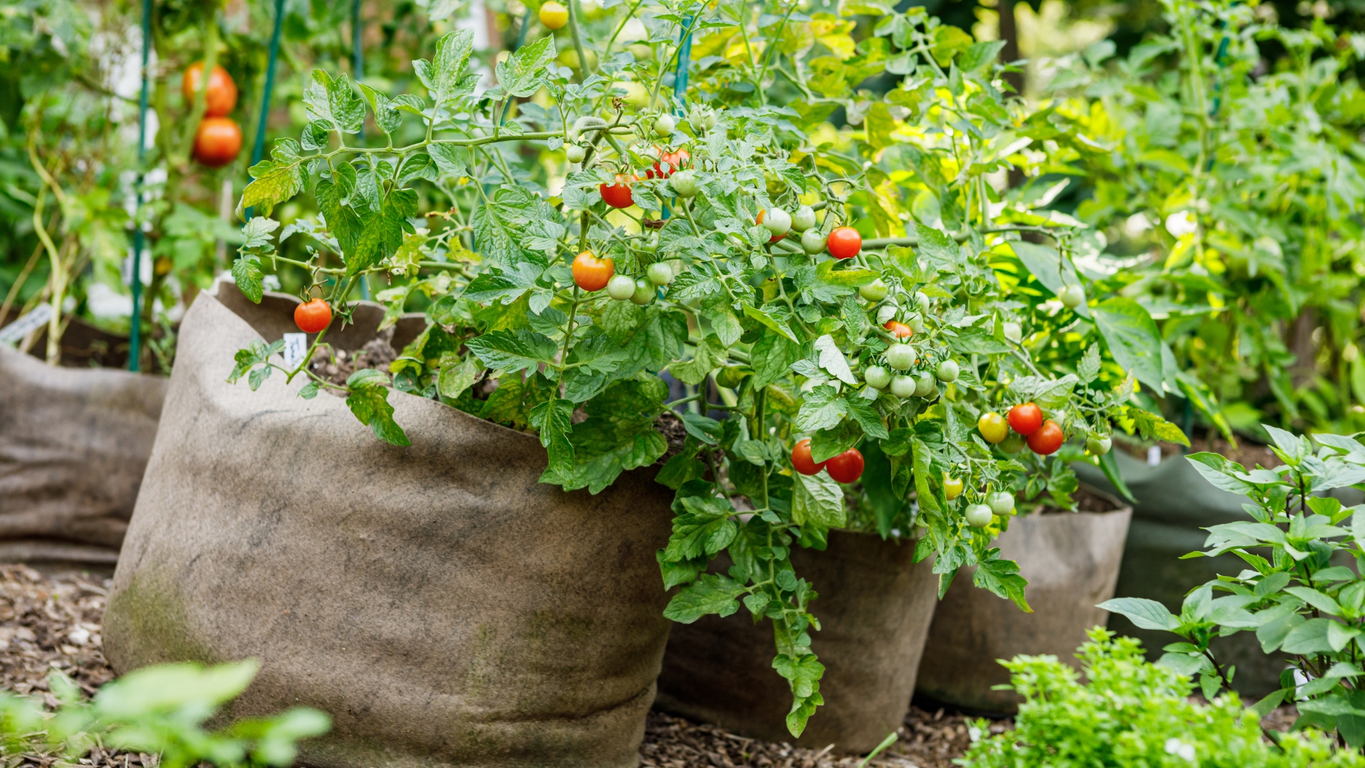 15 Tomato Tips That Prove You Don’t Need Much Space To Succeed
