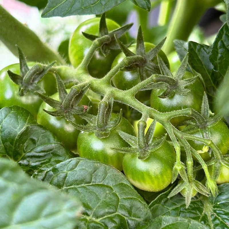 Choose Compact Varieties