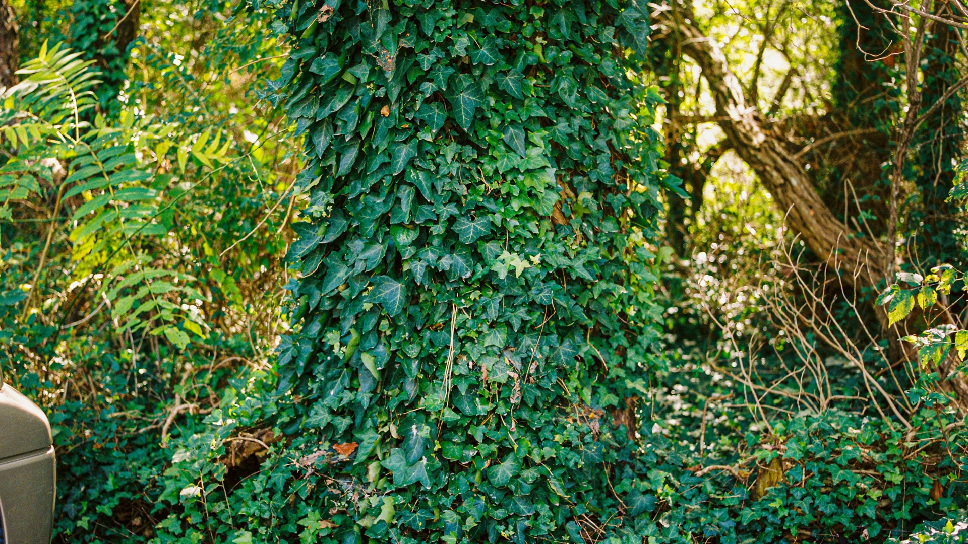 English Ivy