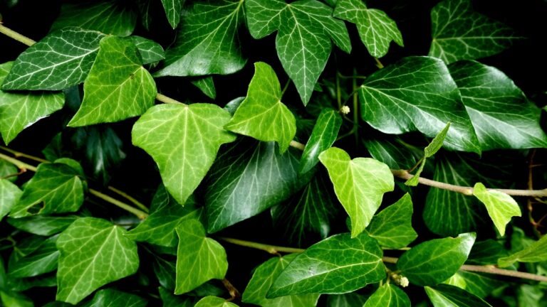 English Ivy