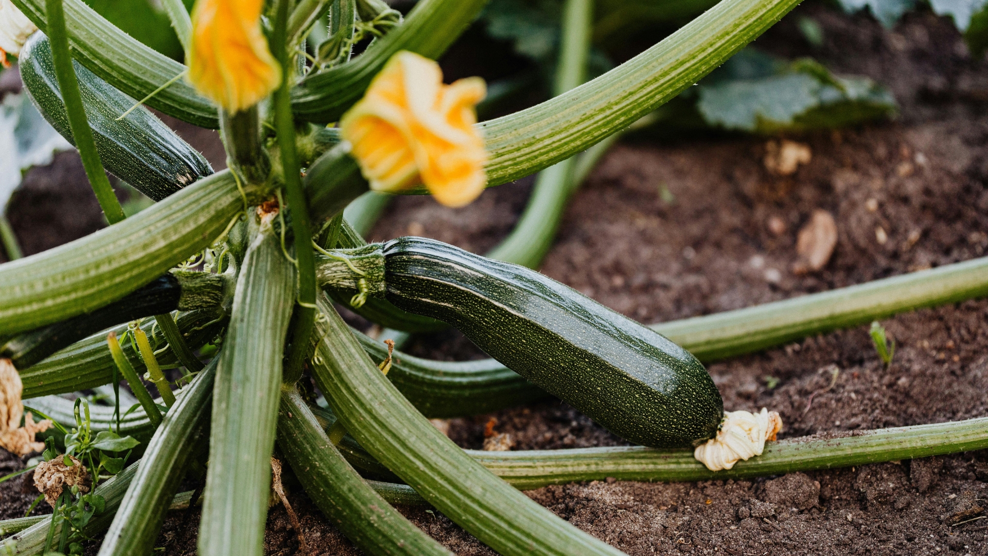 15 Warning Signs That Fungus Is Causing Brown Leaves On Your Zucchini Plants