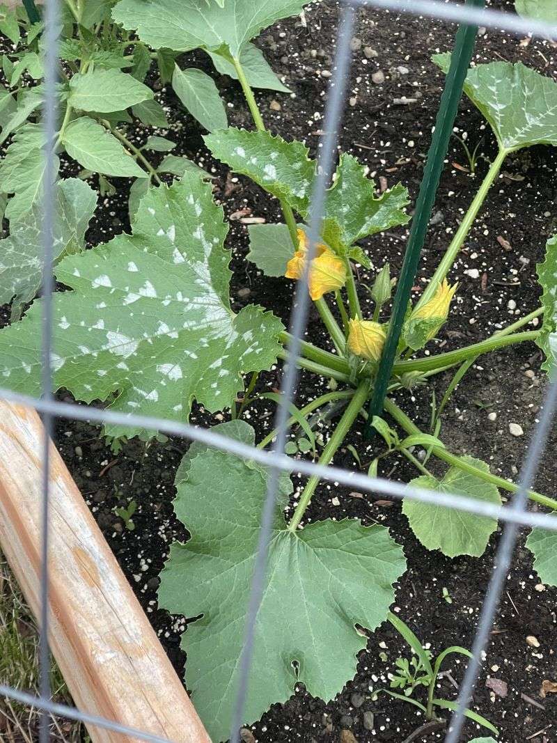 Spotty Affair