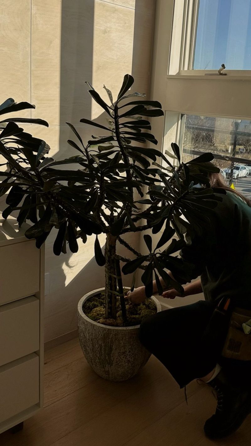 Prune Strategically