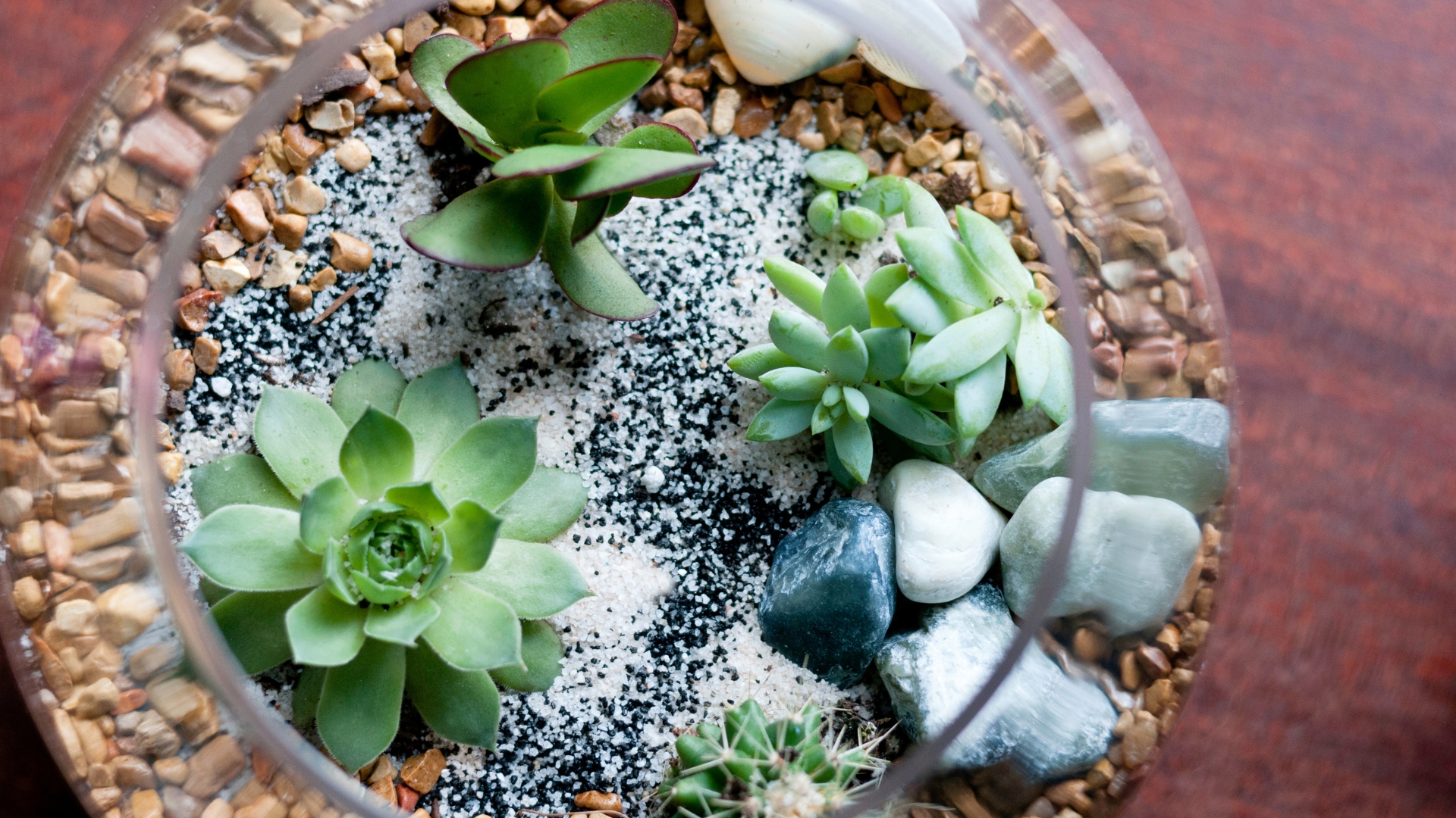 miniature succulent garden in a wine glass