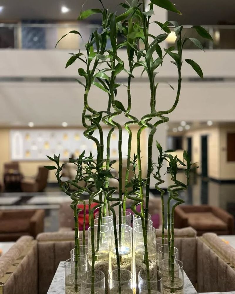 Lucky Bamboo